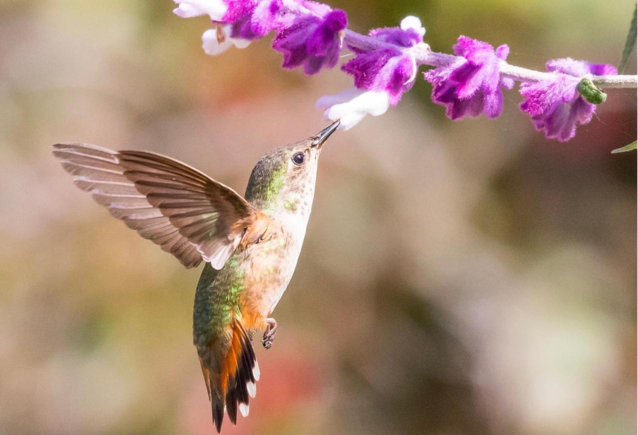 Hummingbird Retreat - Luxury Oceanview Apt, 7-Minute Walk To Beach Ocho Rios Buitenkant foto