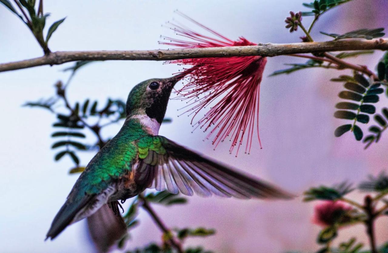Hummingbird Retreat - Luxury Oceanview Apt, 7-Minute Walk To Beach Ocho Rios Buitenkant foto