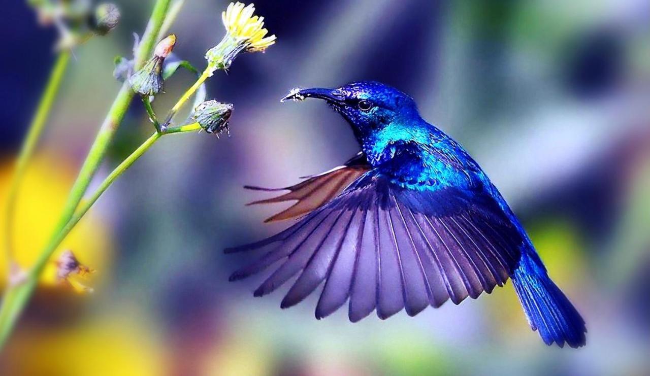 Hummingbird Retreat - Luxury Oceanview Apt, 7-Minute Walk To Beach Ocho Rios Buitenkant foto